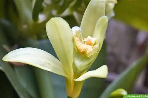 Blooming vanilla