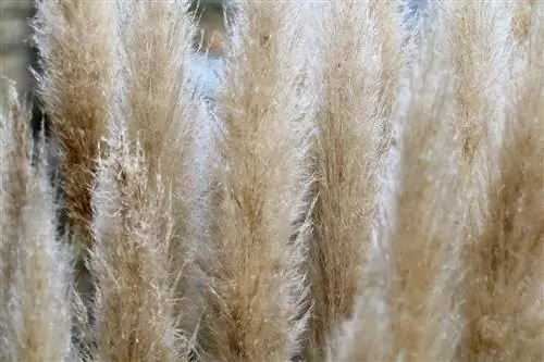 የፓምፓስ ሣር - Cortaderia selloana