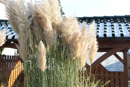 หญ้าแพมพัส - Cortaderia selloana