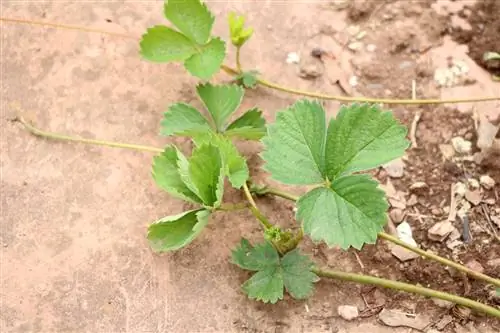 Aardbeienlood voor nieuwe jonge planten