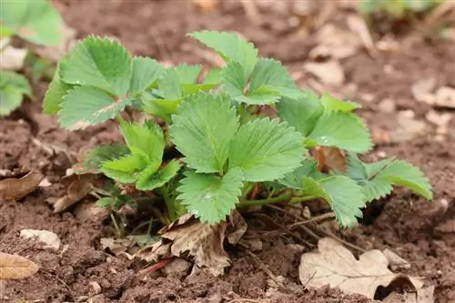 jonge aardbeiplanten