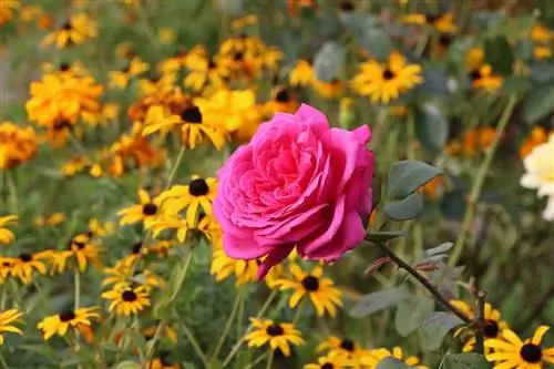 Solo de rosas: Misture você mesmo o solo para rosas - composição