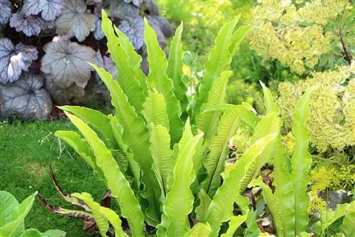 Helecho lengua de ciervo - Asplenium scolopendrium