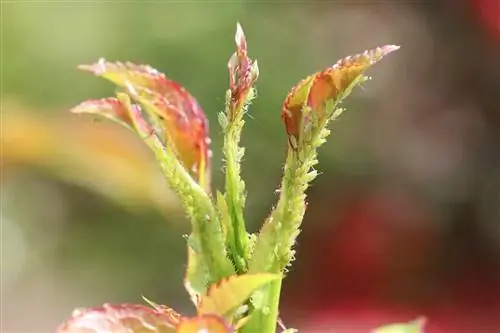 সবুজ aphids - Aphidoidea