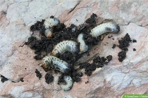 Rose beetle larvae - grubs