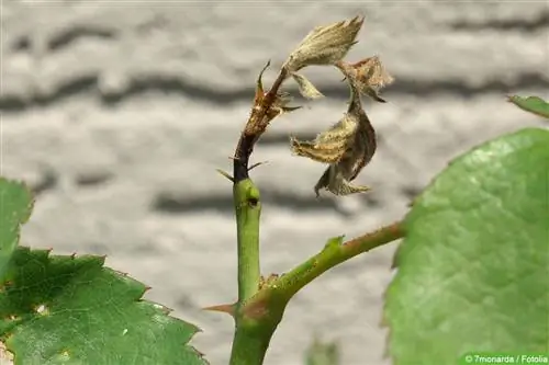 Barrenador del brot de la rosa - Blennocampa elongatula - Ardis brunniventris