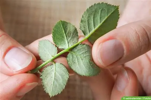 Spider mites - Tetranychus urticae