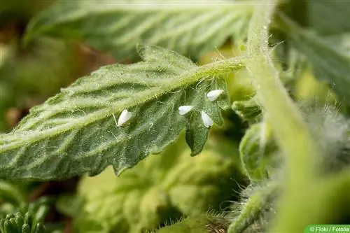 Wittevlieg - insect op broeikasschubben - Trialeurodes vaporariorum