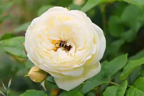 Combattere i parassiti delle rose - 10 parassiti tipici delle rose