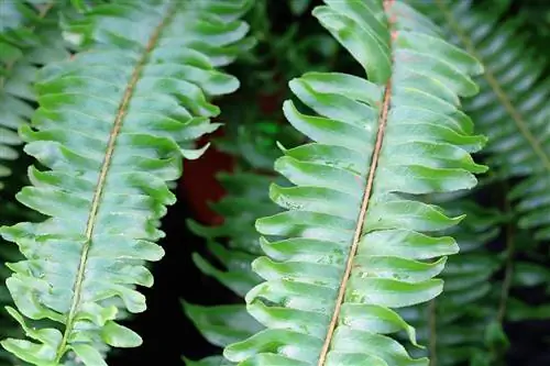 Kılıç eğreltiotu - Nephrolepis cordifolia