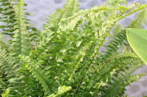 Папоротник мечевидный - Nephrolepis cordifolia.