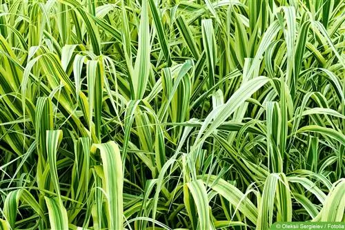 Erba dal nastro dorato - Spartina pectinata