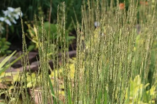 niebieska trawa fajkowa, Molinia caerulea