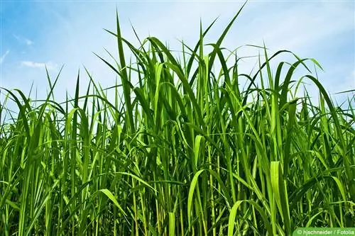 Miscanto gigante (Miscanthus x giganteus)