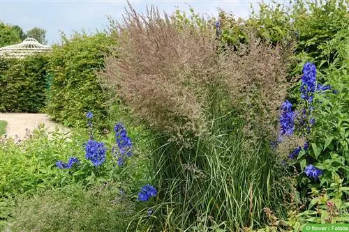 أنبوب الرمل - Calamagrostis acutiflora