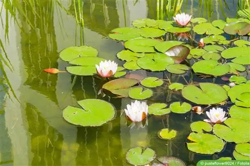 Плавающие водоросли в садовом пруду