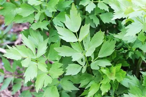 Lovage - Maggikraut - Levisticum officinale