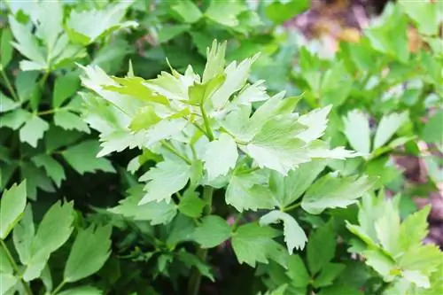 Lovage - Maggikraut - Levisticum officinale