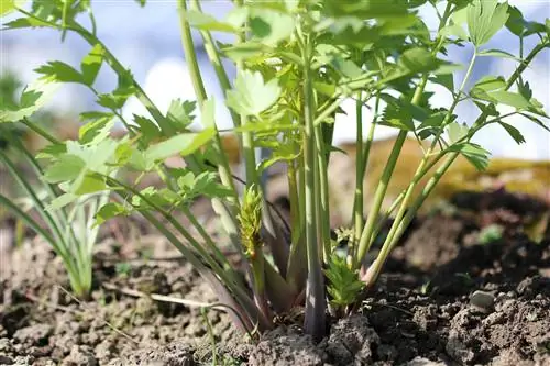 Ljupčić - Maggikraut - Levisticum officinale