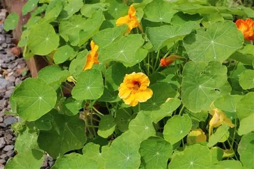 Nasturtiums (Tropaeolum) برای سبز شدن نما