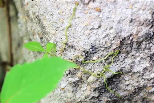 Cephelerin yeşillendirilmesi için yabani şarap (Vitis vinifera)