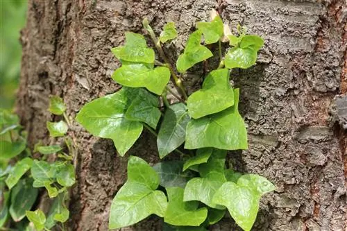 Vedbend (Hedera helix) til begrønning af facader