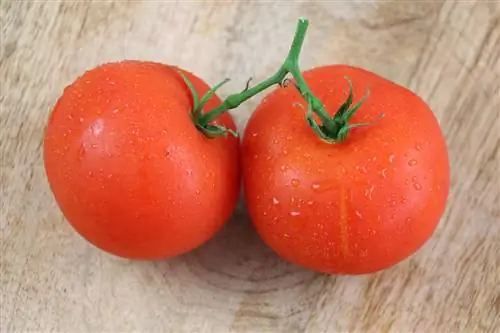 Cultivo de tomates para combater moscas