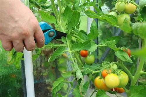 Cut off sick tomatoes in a timely manner