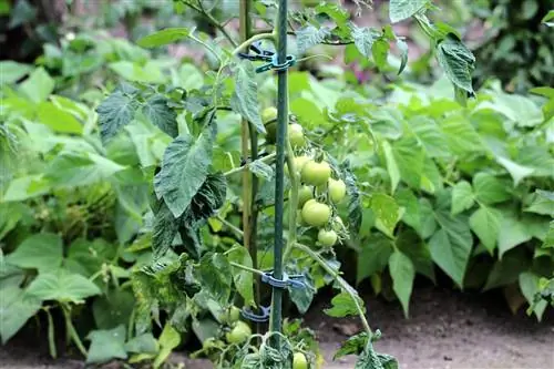 Keeping your distance protects against late blight and brown rot on tomatoes