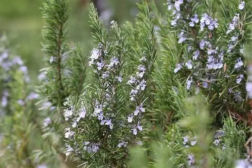 Blomstringstid for rosmarin