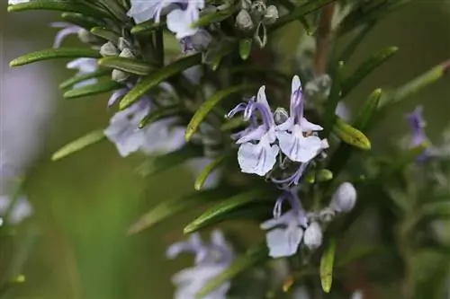 Época de floración del romero: cuando florece aquí