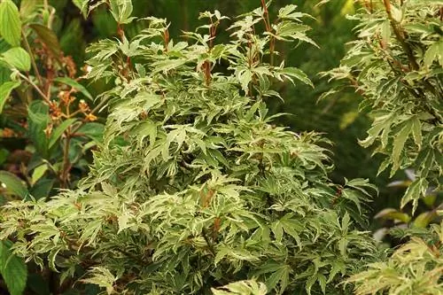 افرا ژاپنی - Acer palmatum