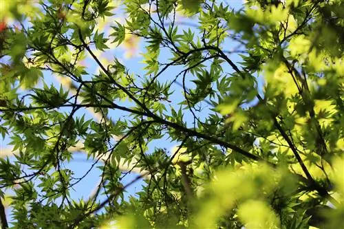 Japansk lönn - Acer palmatum