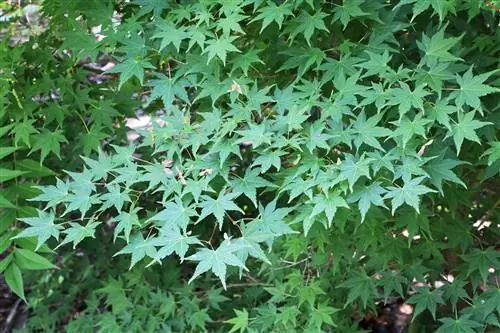 Maple ya Kijapani - Acer palmatum