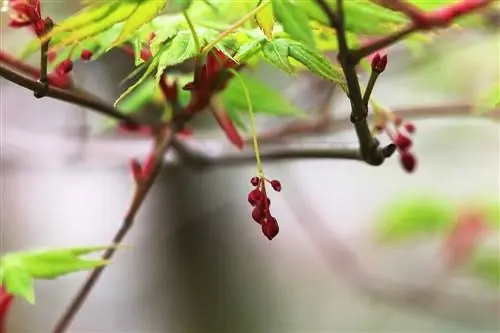 Жапон клен - Acer palmatum