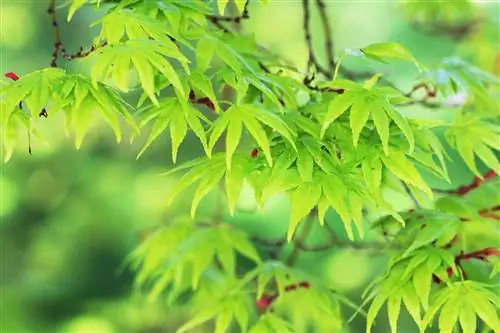 Japonský javor, Acer palmatum: péče, řezání a další