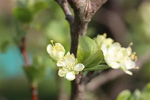 Prunus Domestica - слива