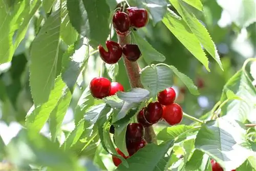 Søde kirsebær - fuglekirsebær - Prunus avium