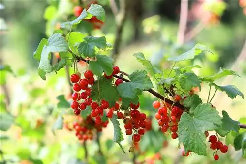 Kuş Üzümü - Kaburga