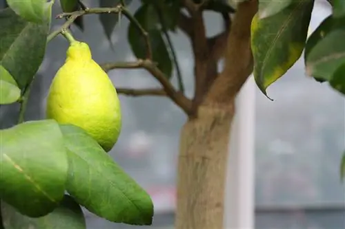 Limon - Narenciye limonu