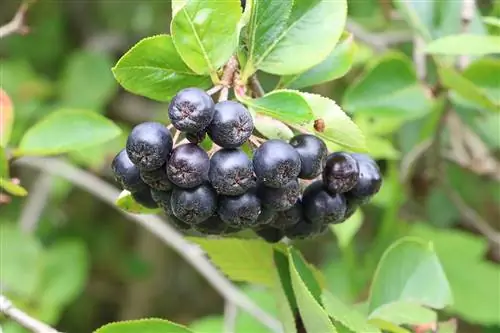 Appelbes - Aronia