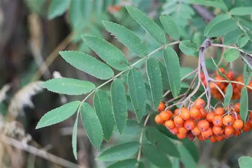 Jeřabina obecná - Jeřabina obecná - Sorbus aucuparia