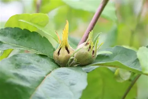 Mišpule - Mespilus permanica