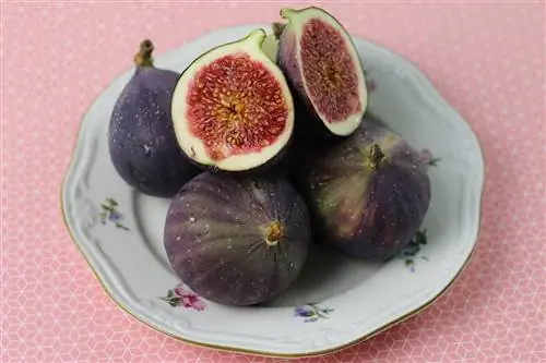 Fig - Ficus carica