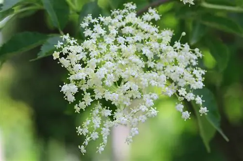 Vlierbes - Sambucus