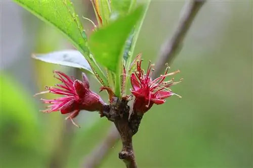 Prunus persica - fersken