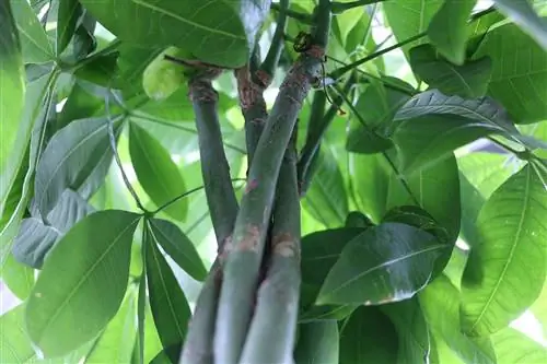 Lucky Chestnut - Pachira aquatica