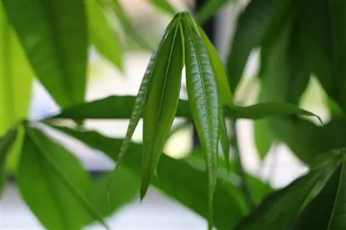 Castaño de la suerte - Pachira Aquatica