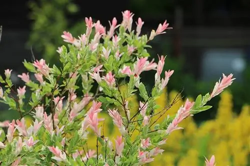 Flamingo willow - Flamingo tree - Salix integra