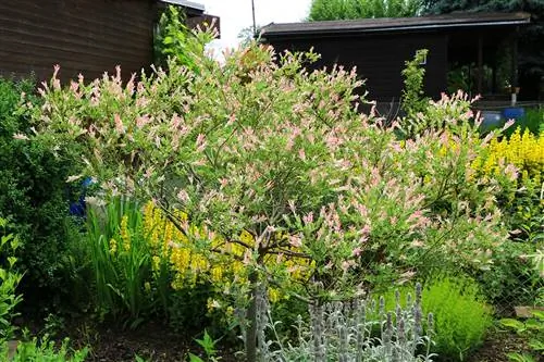 Vŕba plamienka - strom plamienky (Salix integra) ako štandardný strom